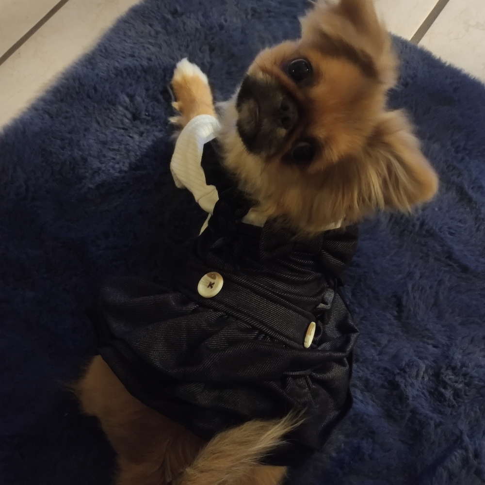 ISO looking for juicy couture dog clothing